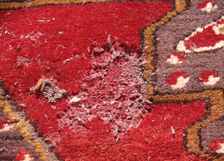 Противомолевая обработка ковров защитит изделия от насекомых на длительное время.